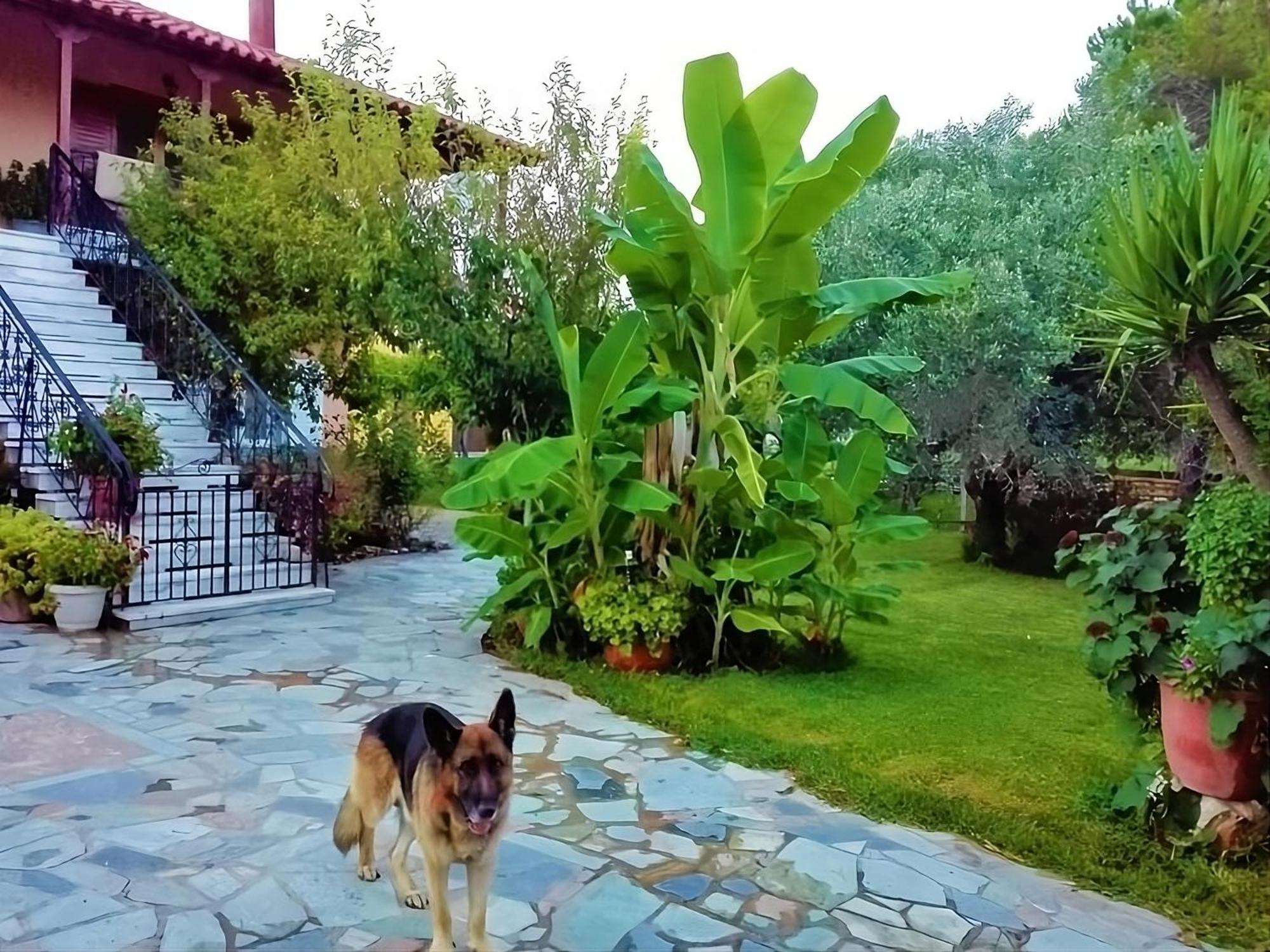 Cottage House,With Big Garden & Lawn Amaliada Exterior photo